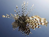 Lion Fish